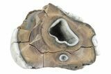 Fossil Woolly Rhino (Coelodonta) Tooth - Siberia #370956-2